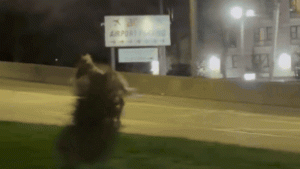 Autópályán vágtató ló elől kellett kitérnie a döbbent autósoknak