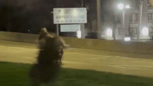 Autópályán vágtató ló elől kellett kitérnie a döbbent autósoknak