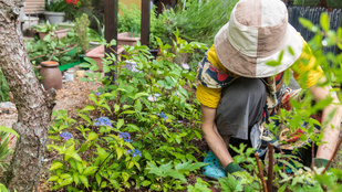 Kertészkedési tippek a választásokig és tovább