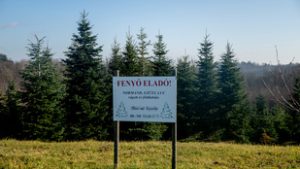 A fenyők mekkája a zalai kistelepülés, ahol egész évben a karácsonyra készülnek