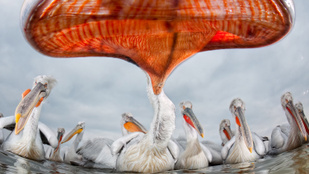 Akinek a hobbija lehetett a munkája