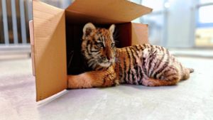 Január 2-ától már látható a Fővárosi Állatkertben Pablo, a tiszafüredi drograzzián elkobzott tigriskölyök