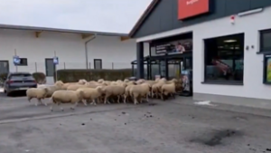 Váratlan fordulatot vett az egyszerűnek induló bevásárlás, ötven birka tört be egy Pennybe