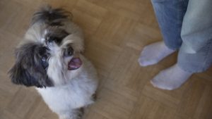 Egyes kutyák képesek kihallgatni a beszélgetéseket