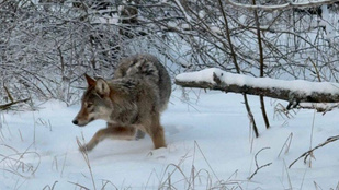 Rejtélyes farkas tűnt fel a csernobili veszélyzónában
