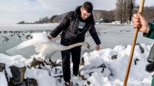 Földre teperte a hattyút az ornitológus, mögötte ragyogott a befagyott Balaton