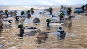 Figyelmeztetett a szakértő: senki ne etesse a vízimadarakat, akár az életükbe is kerülhet