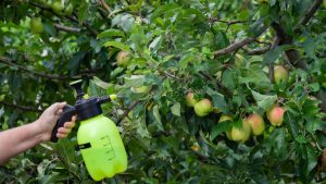 Örök vegyi anyagokkal és rovarölő mérgekkel vannak tele a boltok almái, és a gyerekeknek adjuk őket