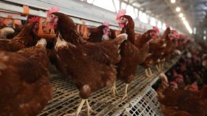 Durvul a járvány, több mint 13 ezer baromfit kell levágni Bács-Kiskun vármegyében