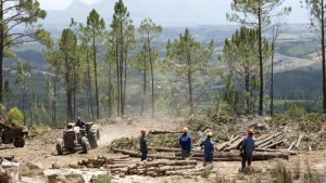 Ne égessük tovább védett erdeinket!