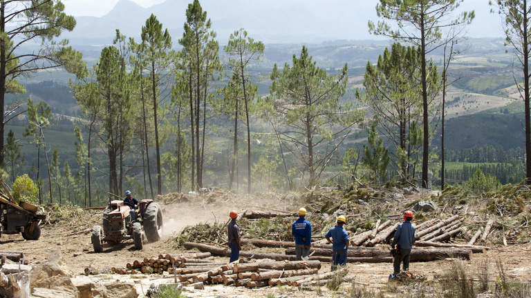Ne égessük tovább védett erdeinket!