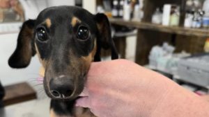 Verte és rosszul táplálta tacskóit egy budapesti férfi, volt élettársa videóhívásban látta a bántalmazást